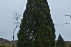 P1150197