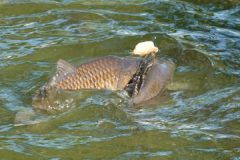 Fuetterung-Schuppenbarsch-DSC00479