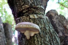 Shii-Take-Lentinula-edodes-DSC00452